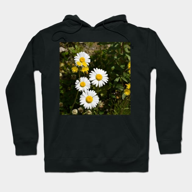 A grouping of springtime daisies Hoodie by Steves-Pics